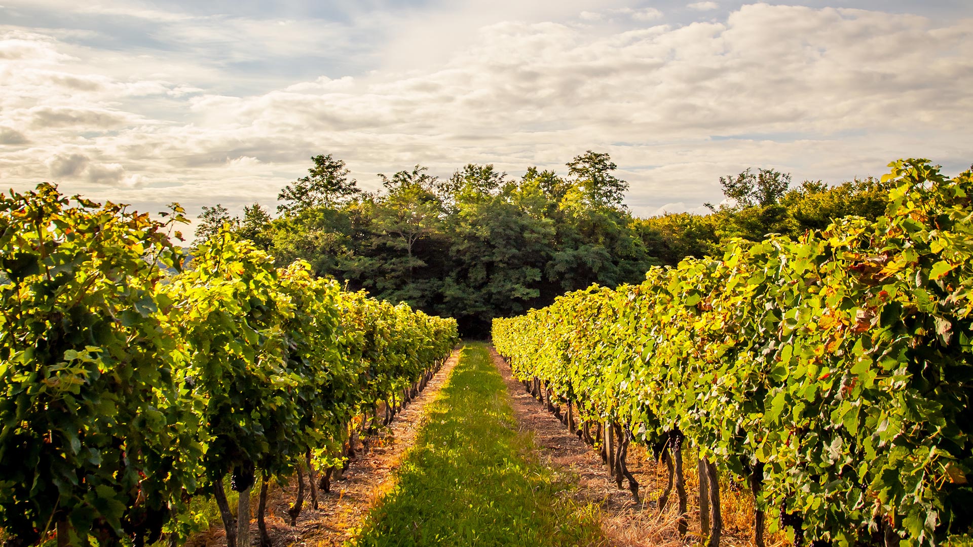 View of Vines