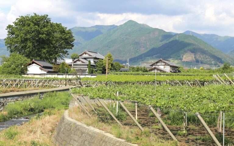 Master Sommelier Turned Vigneron: A Wine Journey in Japan