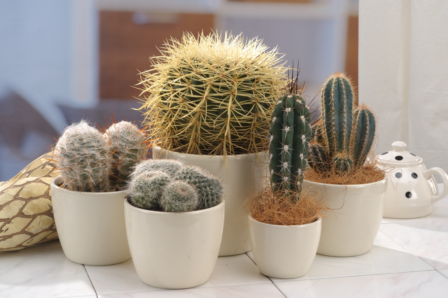 Five Cacti for 5 Things we Learned in April